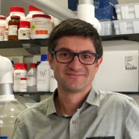 Institut d’Investigacions Biomèdiques August Pi i Sunyer (IDIBAPS) Employee Pau Sancho-Bru's profile photo