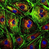 Acara Employee Seth Feldman's profile photo