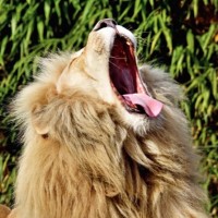 Mathieu Dorval Email