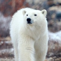 Frank Tyro Email & Phone Number