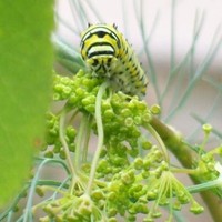 Content Runner Employee Dana Stelting-Kempf's profile photo