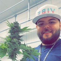 VIBE Cannabis Employee Amar Pehlic's profile photo