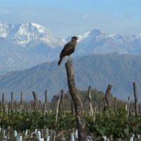 Wine.com.br Employee German Garfinkel's profile photo
