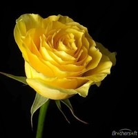 Shamala Jadhav Email