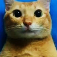 Nelson Luna's profile photo
