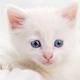 Anitha S Email