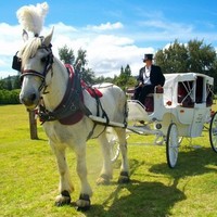 Aloha Hnlhorse