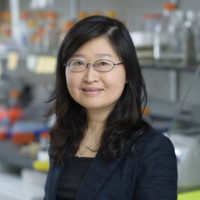 The Rockefeller University Employee Liang Deng's profile photo