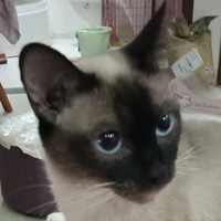 HMD Global Employee Max Chen's profile photo