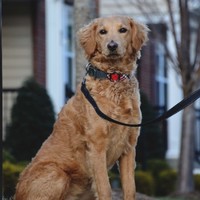 NuCitrus Employee Maya the Tech Dog's profile photo