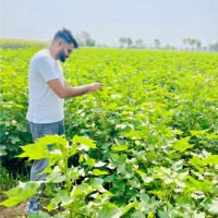 Greenlet International Employee Sibtain Sardar's profile photo