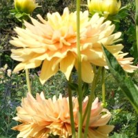 Adams Vegetable Oils Employee Brandi Osborn's profile photo