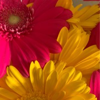 Gaynor Evans Email & Phone Number