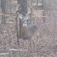 Pinnacle Technology Partners, Inc. Employee T.j. Mitchell's profile photo