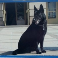 Medina County Sheriffs Office Employee Tony Colon's profile photo