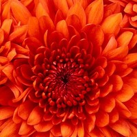 Cleveland Cord Blood Center Employee Louvenia Simms's profile photo