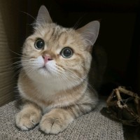 Max Guan Email