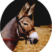 The Apache Software Foundation Employee Antoine Pitrou's profile photo