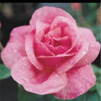 Monash Health Employee Amanda Haslam's profile photo