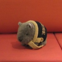 Curtin University Employee Annette Morgan's profile photo