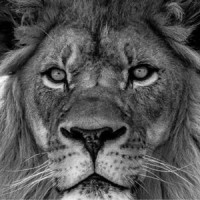 Lionbridge Employee Ann Lazarus-Barnes's profile photo