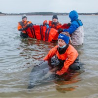 Fish and Wildlife Research Institute Employee Victoria Zelinski's profile photo