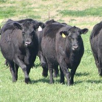 Kirk Doran Email & Phone Number