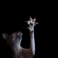 games2gether Employee Camille Renaudin's profile photo