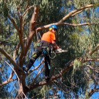 TreeWorks Employee Akim Harland's profile photo