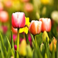 FSSI - Financial Statement Services Inc. Employee Nadira Shah-Foutz's profile photo