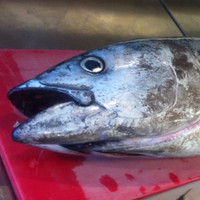 Baron Employee Theodoros Afentakis's profile photo