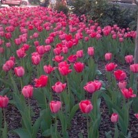 Hackley School Employee Marlene M's profile photo