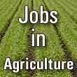 Agrijobs Sumedhaconsultancy Email