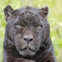 Ed Shuler's profile photo