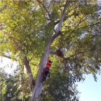 SavATree - The Tree and Shrub Care Company Employee David Coven's profile photo
