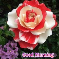 AUTOMOBILE CONSULTING SERVICES, LLC Employee Shikha S's profile photo