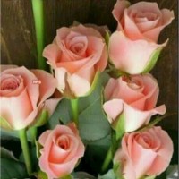 Medha Suryavanshi Email & Phone Number