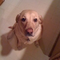 Chugach Electric Association, Inc. Employee Mike Cunningham's profile photo