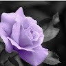 Donna Joy