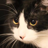 Rose City Heating & Air Employee Douglas Mandel's profile photo