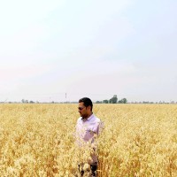 Punjab Agricultural University, Ludhiana Employee Rahul Kapoor's profile photo