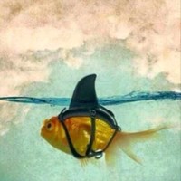 Skypatrol GPS Employee Kevin St.hilaire's profile photo