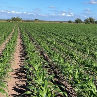 Sergio MacIas Email & Phone Number