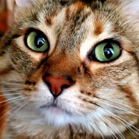 Ginger Petersen Email & Phone Number