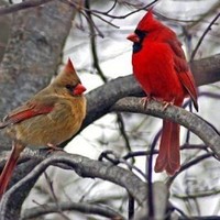 Cardinal Communications Employee Richard Driscoll's profile photo