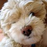 Arizona Heritage Alliance Employee Janice Miano's profile photo