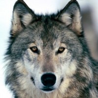 D&D Employee Don Devr's profile photo