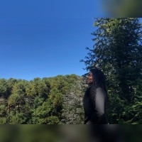 Like Planejados Employee Elaine Dias's profile photo