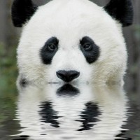 The Walt Disney Company Employee Panda Tang's profile photo
