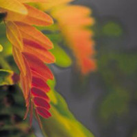 Ability First Employee Steven Brown's profile photo